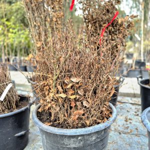 Fagus sylvatica ‘Atropunicea’ - Бука
