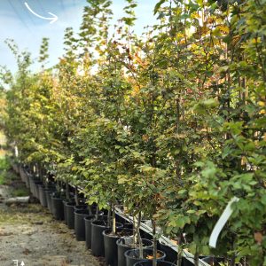 Fagus sylvatica - Бука