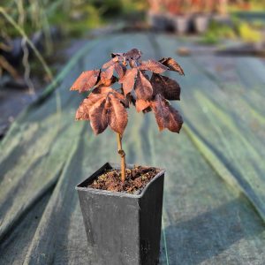 Juglans ailantifolia - Јапонски Орев