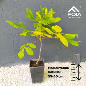 Juglans ailantifolia - Јапонски Орев