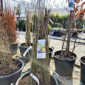 Laburnum anagyroides - Багрем жолт