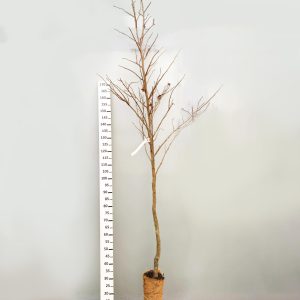 Liquidambar styraciflua
