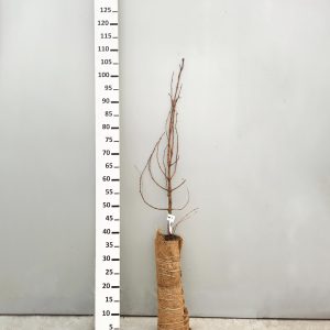Metasequoia glyptostroboides - Метасеквоја