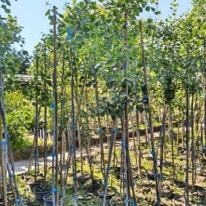 Populus tremula - Јасика