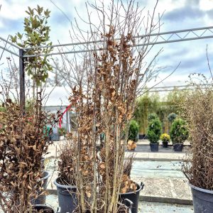 Quercus robur - Даб