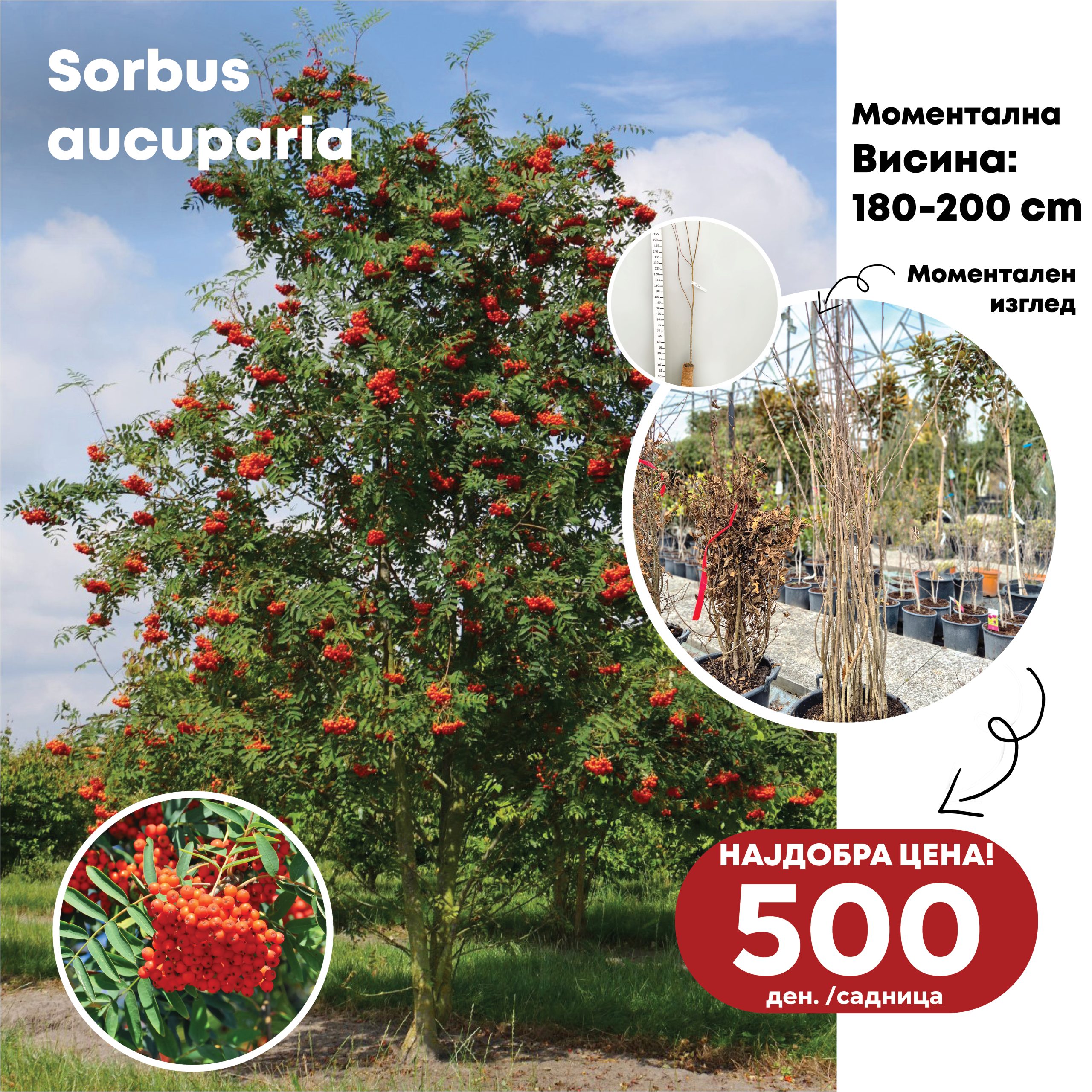 sorbus aucuparia tree