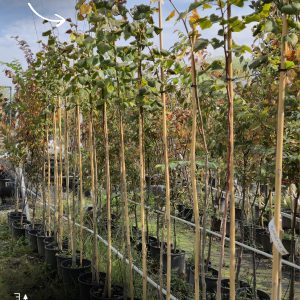 Tilia platyphyllos - Липа