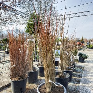 Tilia tomentosa - Липа
