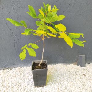 Juglans ailantifolia - Јапонски Орев