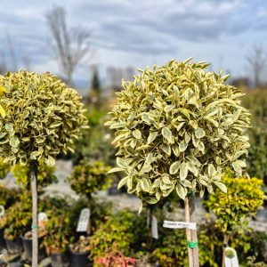Euonymus japonicus ‘Bravo’