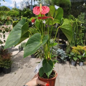 Anthurium Red - Антуриум