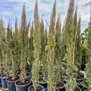 Cupressus sempervirens 'Stricta' - Пирамидален Чемпрес