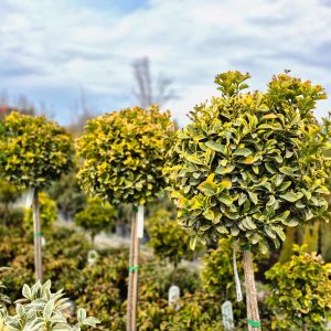 Euonymus japonicus ‘Aureo-marginatus’