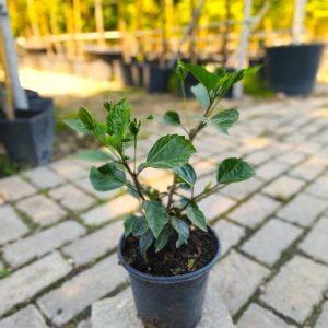 Hibiscus sinensis - Хибискус