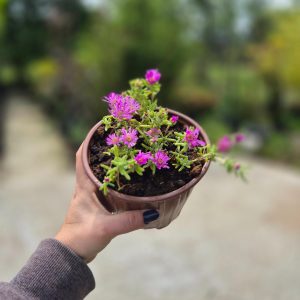 Mesembryanthemum