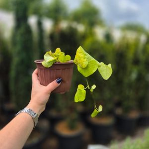 Aristolochia spp. - Аристолохија