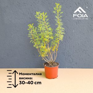 Artemisia abrotanum- Пелин