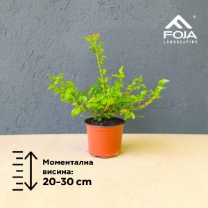 Bignonia campsis - Бигнонија