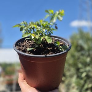 Bignonia campsis - Бигнонија
