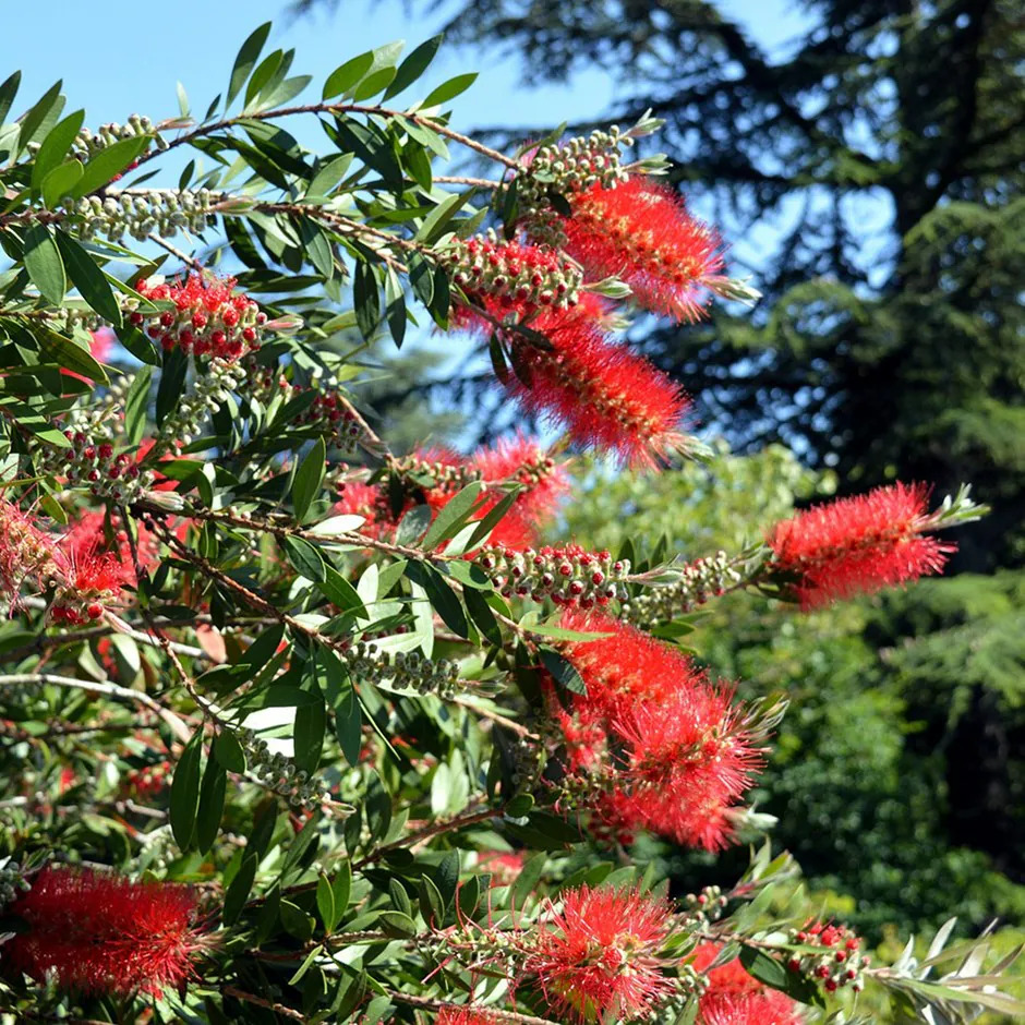 Callistemon - Калистемон - FOJA - Landscaping