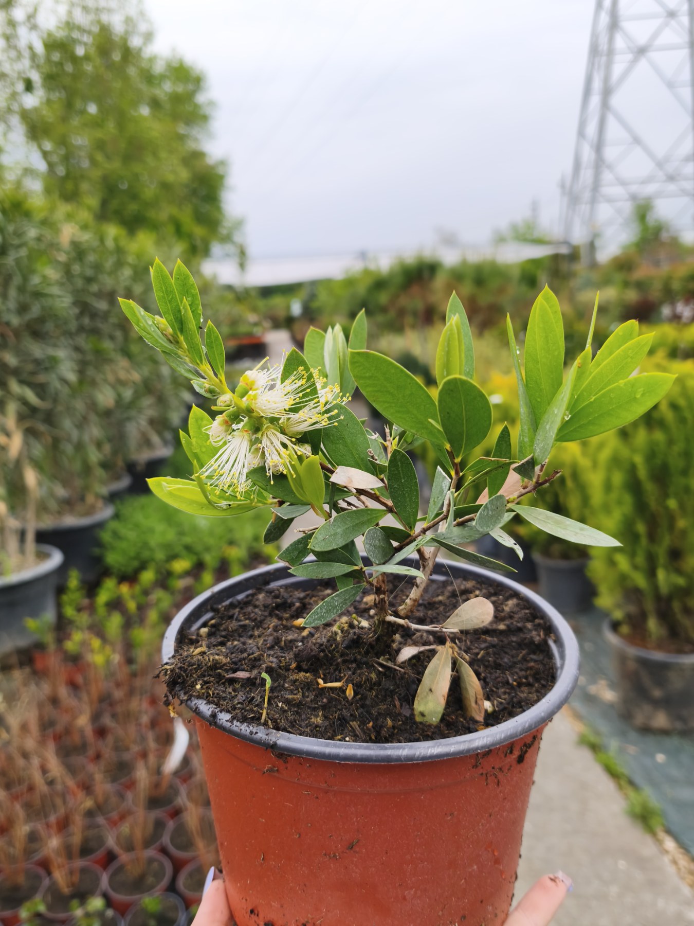 Callistemon - Калистемон - FOJA - Landscaping