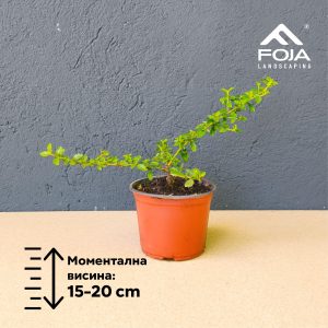 Ceanothus thyrsiflurus repens - Калифорниски Јоргован