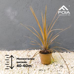 Cordelyne indivisa purpurea