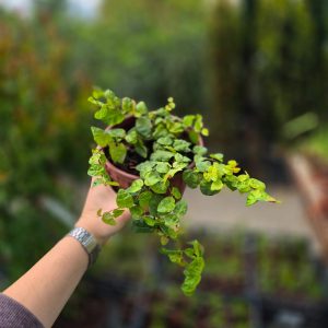 Ficus repens