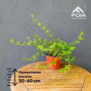 Jasminum nudiflorum - Јасмин