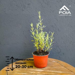 Lavandula dentata - Лаванда