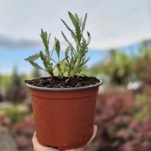 Lavandula dentata - Лаванда