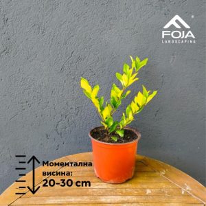 Ligustrum texanum