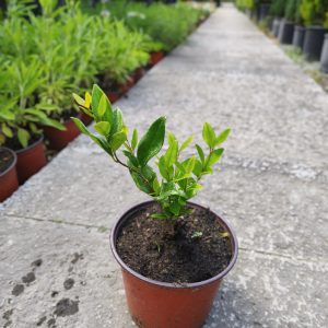 Ligustrum texanum