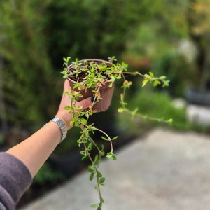 Lippia nodiflora