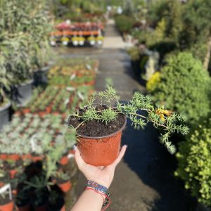 Lotus barthelotii