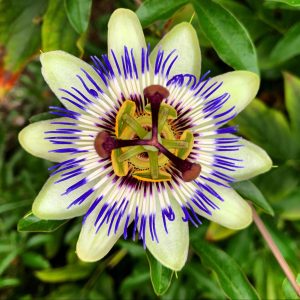 Passiflora 'Imperatrice eugenia’
