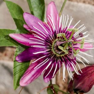Passiflora 'Violacea'