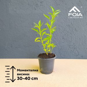 Salvia farinacea - Жалфија