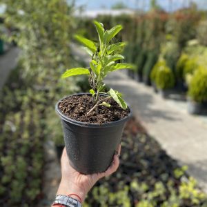 Salvia farinacea - Жалфија