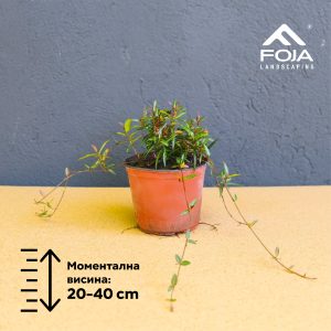 Trachelospermum asiaticum 'Theta' - Азиски Јасмин