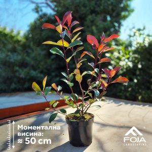 Photinia fraseri 'Red Robin'