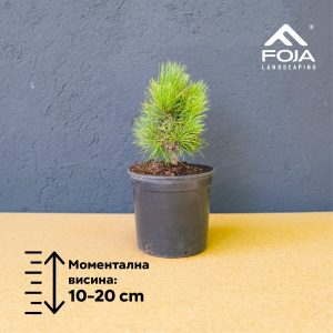 Pinus Cembra - Швајцарски Пинус