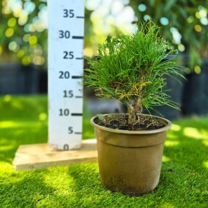 Pinus Cembra - Швајцарски Пинус