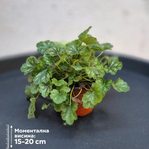 Heucera 'Mint Frost'