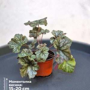Heucera 'Pewter Moon'