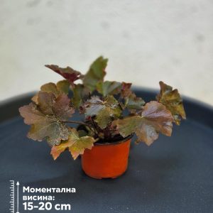 Heucera 'Walnut'