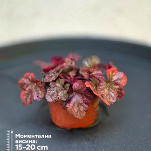 Heucera 'Copper Cascade'