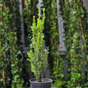 Buxus sempervirens Pyramidalis