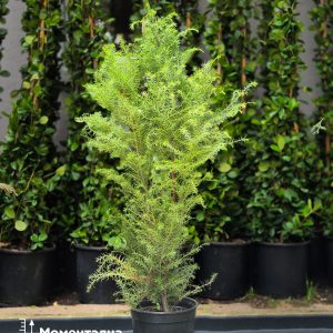 Cryptomeria japonica