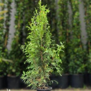 Thuja Plicata 'Excelsa'